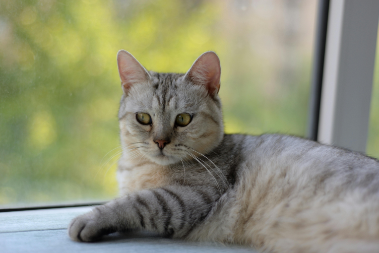 lily toxicity cats Calgary