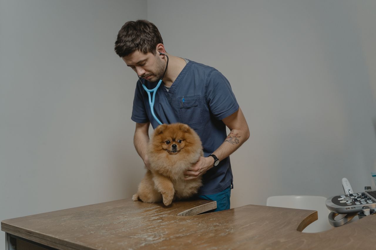 Veterinarian checking a dog for signs of pancreatitis