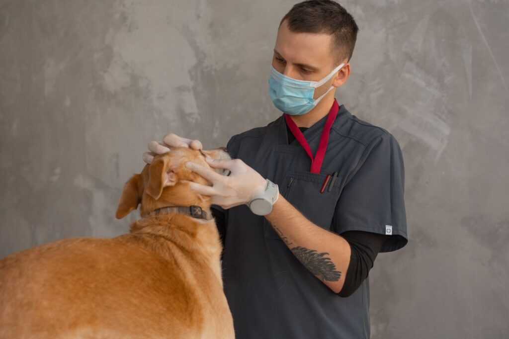 Veterinarian examining a dog during an exam in Calgary