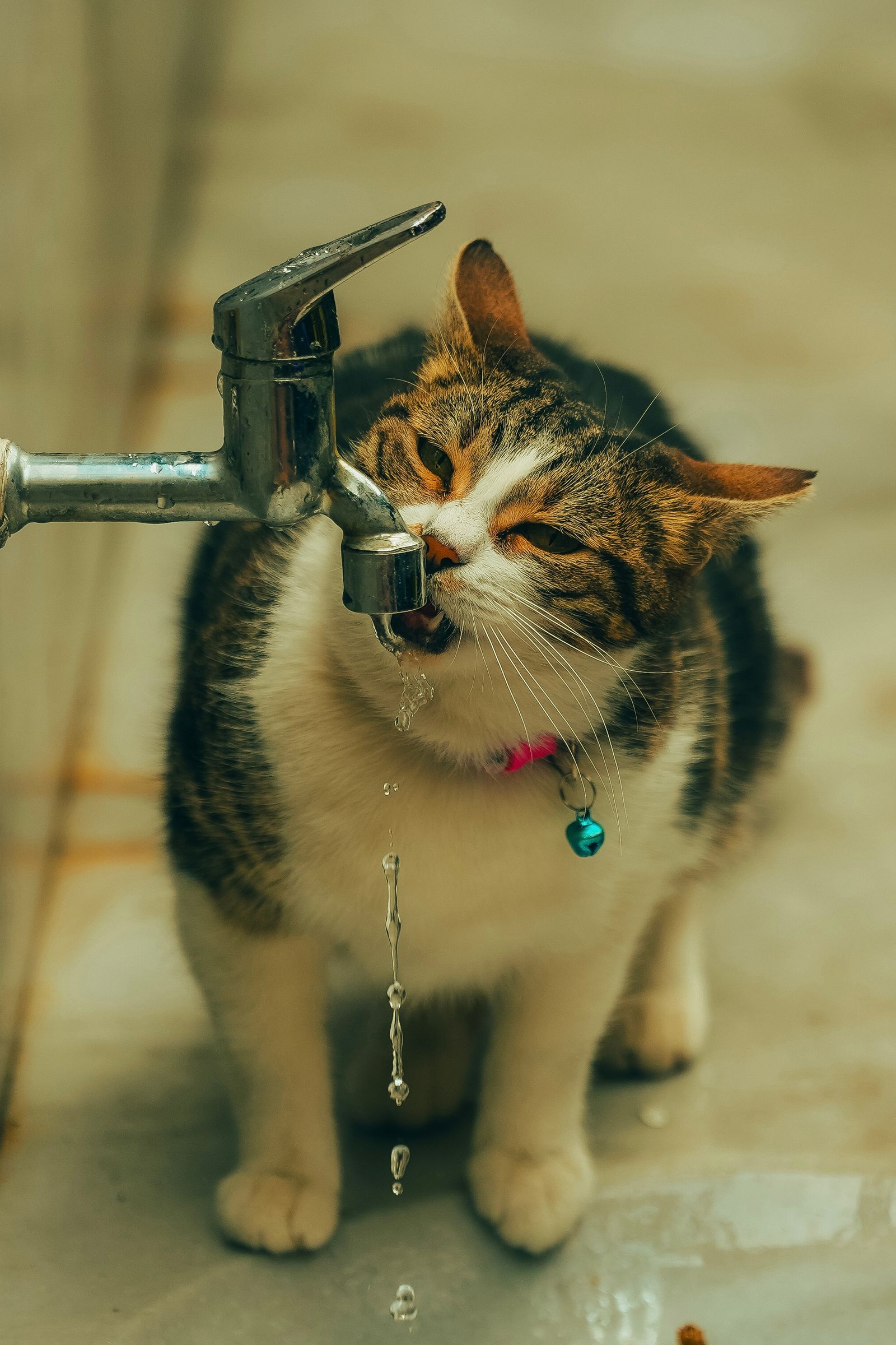 Cat drinking water, increased thirst is an early sign of diabetes in pets