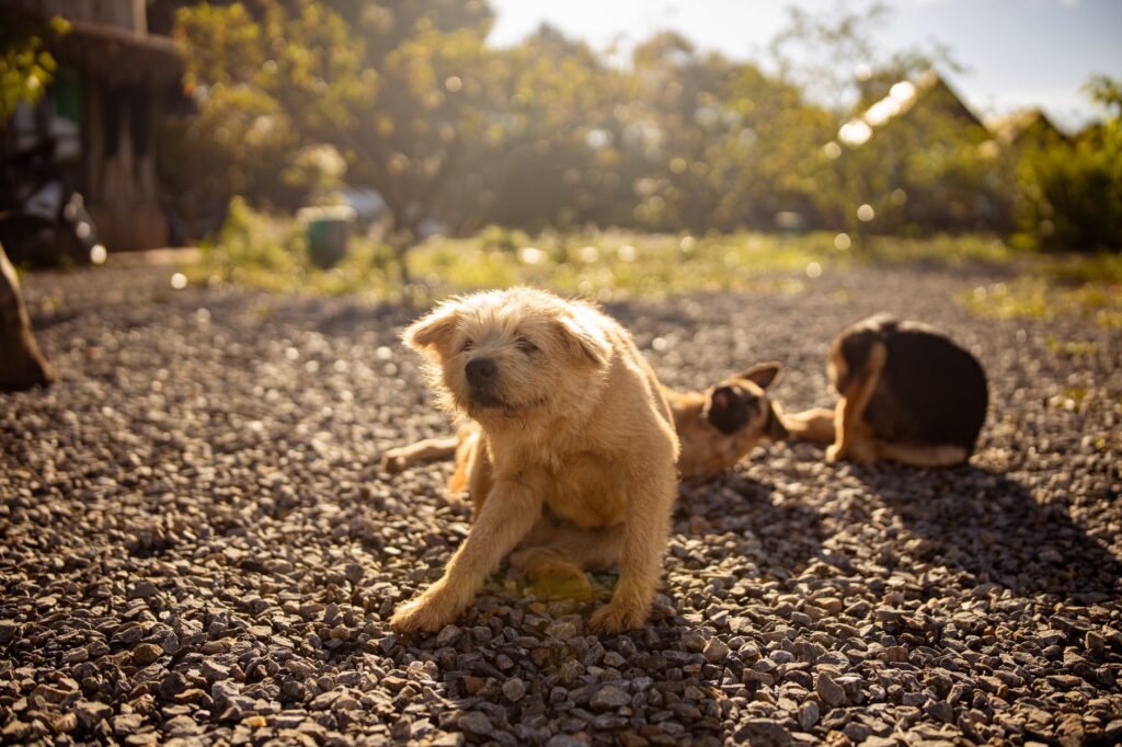 Three dogs relaxing and playing on a sunlit, pebble-covered outdoor path, capturing a warm moment.