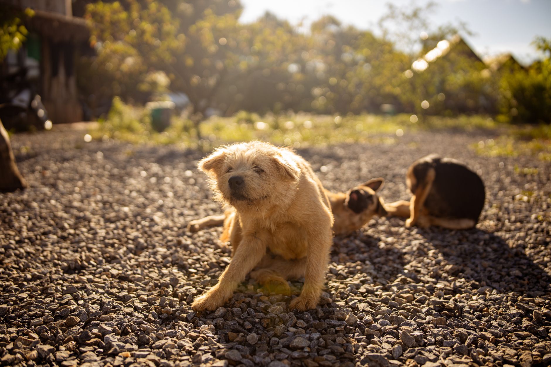 Three dogs relaxing and playing on a sunlit, pebble-covered outdoor path, capturing a warm moment.